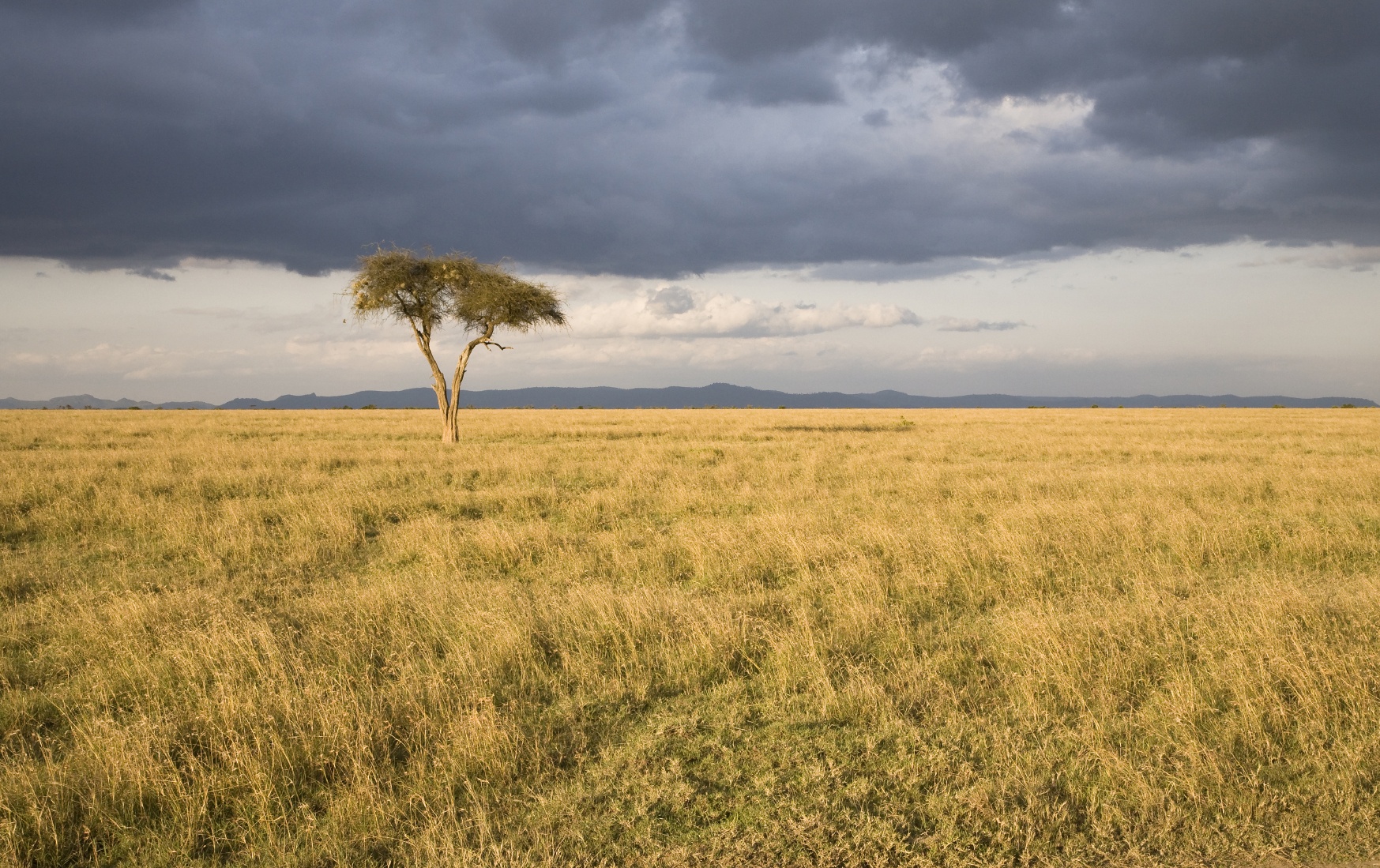 temperate-grasslands-and-savanna-biomes-quiz-quizizz