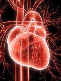 the circulatory and respiratory systems - Class 12 - Quizizz