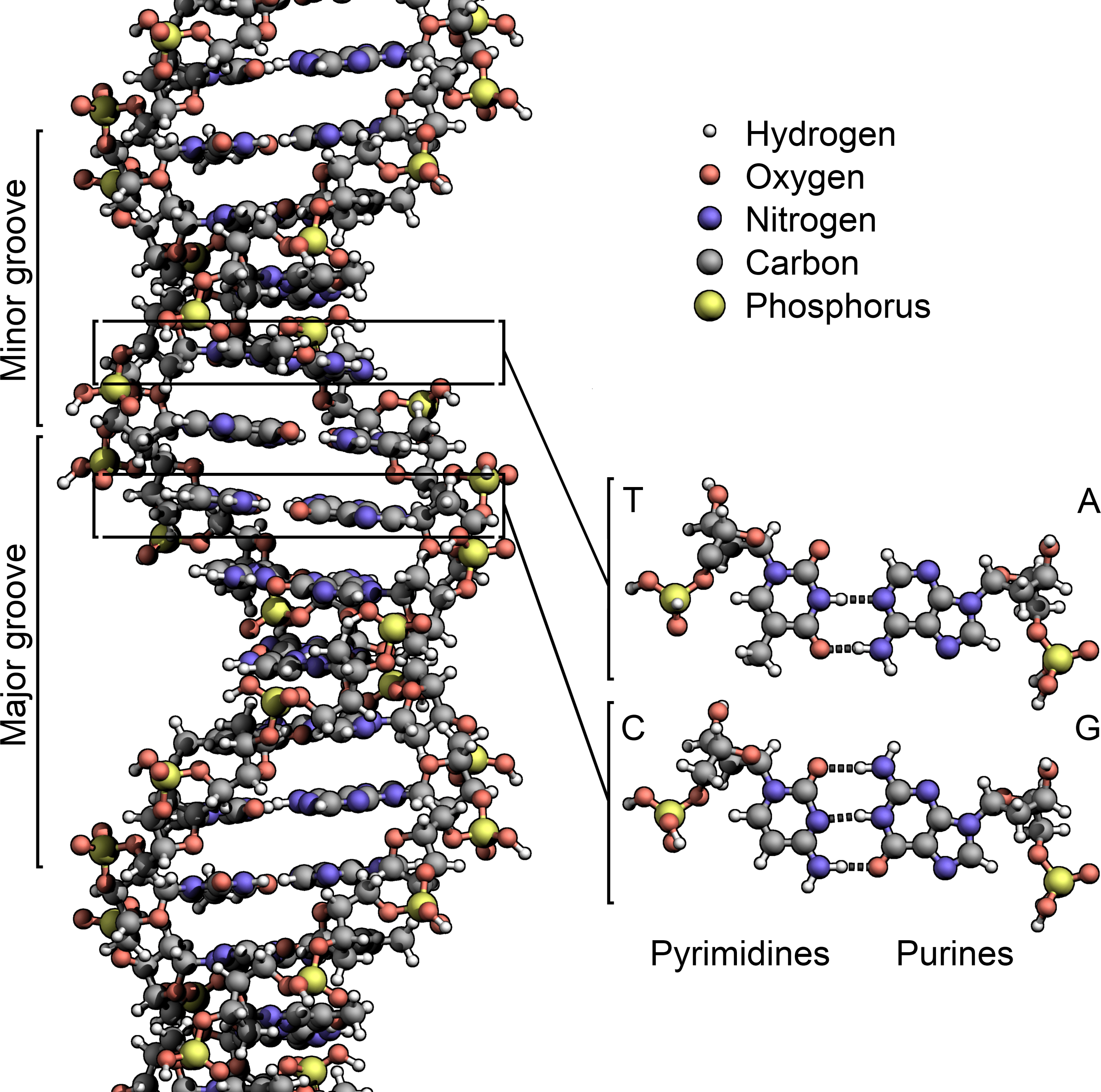 Struktura i replikacja DNA - Klasa 12 - Quiz