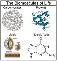 macromolecules - Grade 10 - Quizizz