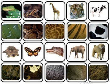 Science Y3 - Animals and their body covering questions & answers for  quizzes and worksheets - Quizizz