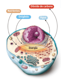 respiração celular - Série 6 - Questionário