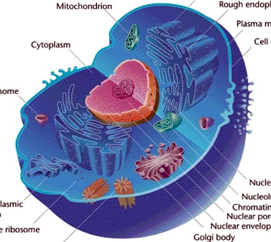 Cell Organelles | Biology Quiz - Quizizz