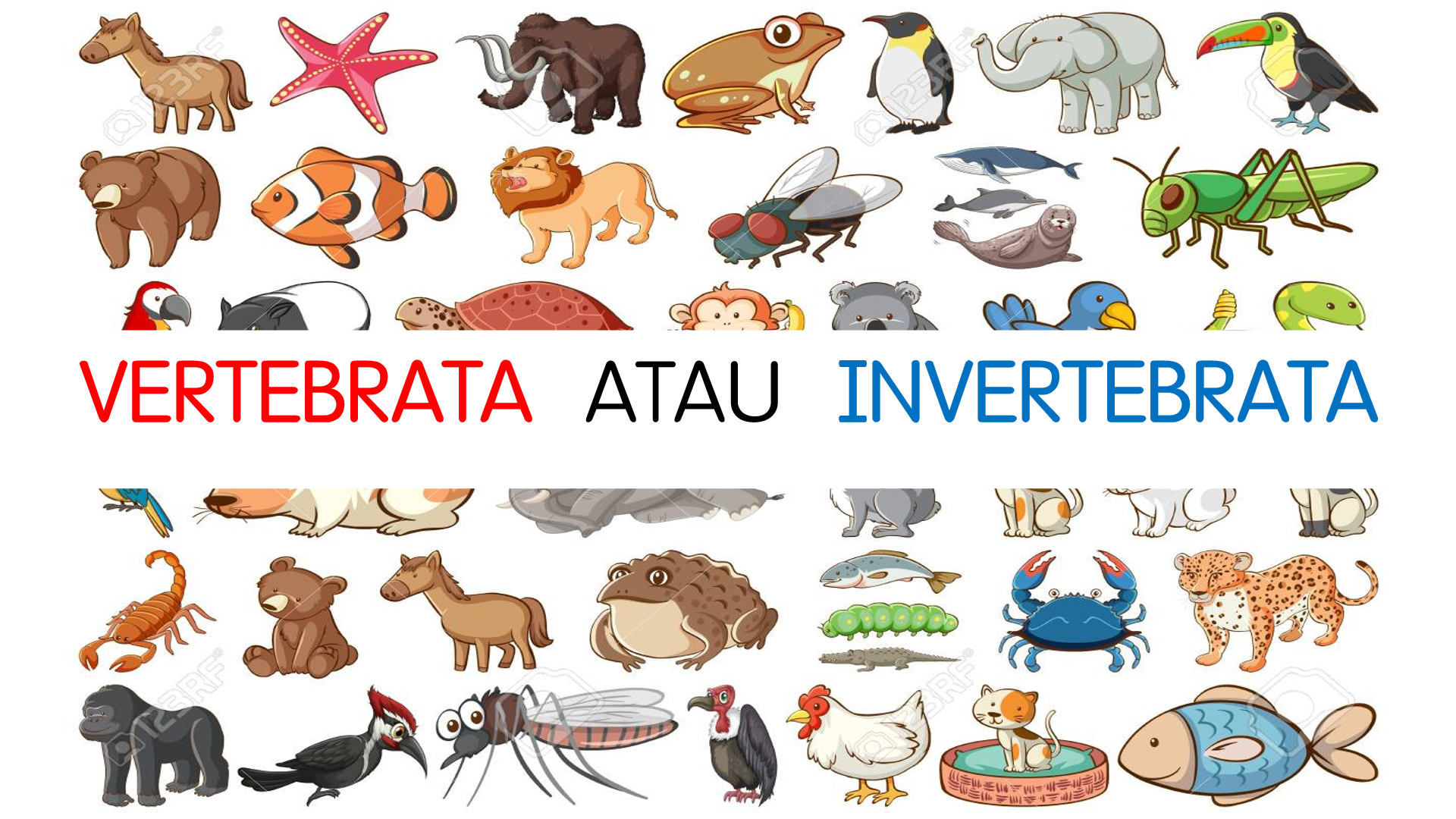 vertebrata dan invertebrata - Kelas 3 - Kuis