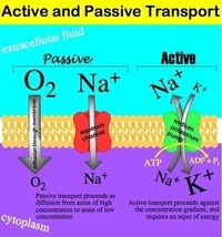 membranes and transport Flashcards - Quizizz