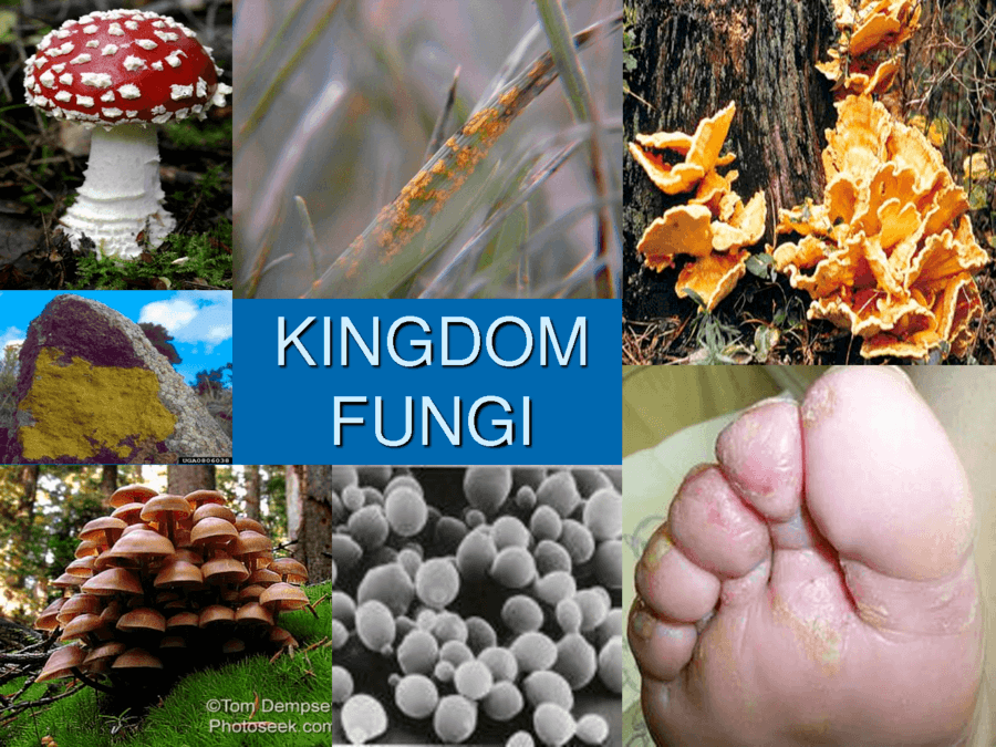 Kingdom Fungi Other Quiz Quizizz