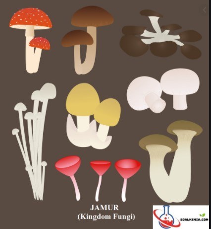 Kumpulan benang-benang halus pada jamur disebut