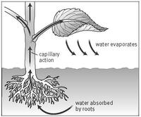 Roots - Class 10 - Quizizz