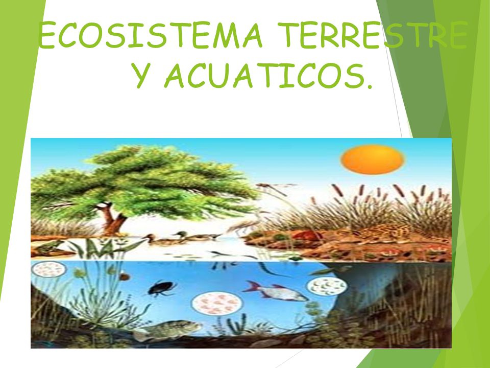 ecosistema terrestre y acuatico