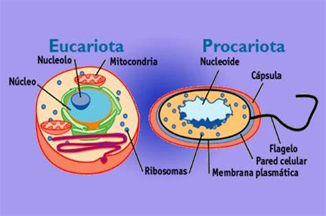 biologia vegetal - Série 11 - Questionário