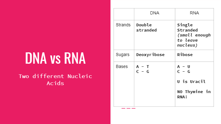 Transcription And Translation | Science - Quizizz