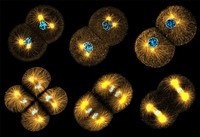 El ciclo celular y la mitosis. - Grado 3 - Quizizz