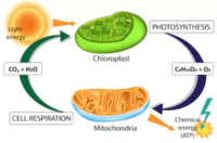 Photosynthesis And Cellular Respiration Pre Assessment 203 Plays 