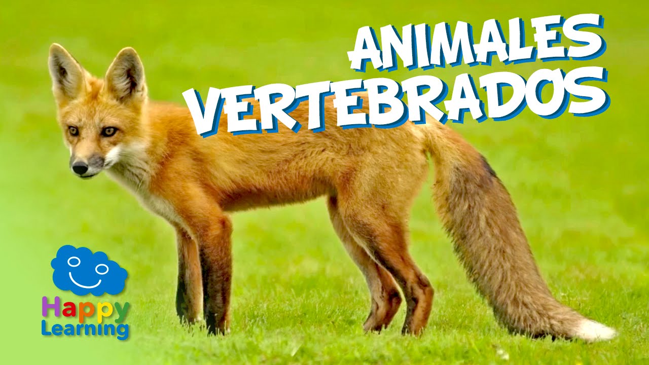 Animales Vertebrados : Los Animales Vertebrados Video Educativo Happy