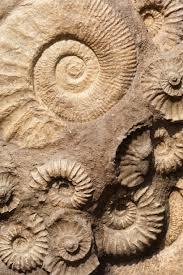 fossils - Year 7 - Quizizz