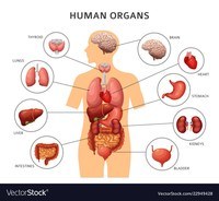 tissues - Year 11 - Quizizz