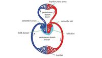 sistem peredaran darah dan pernapasan - Kelas 12 - Kuis