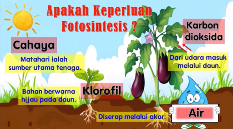 fotosintesis - Kelas 2 - Kuis