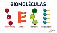 Aminoácidos Flashcards - Questionário