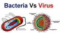 virus - Lớp 7 - Quizizz