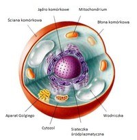 błona komórkowa - Klasa 1 - Quiz