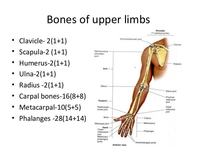 26 Upper Extremity Anatomy Quiz