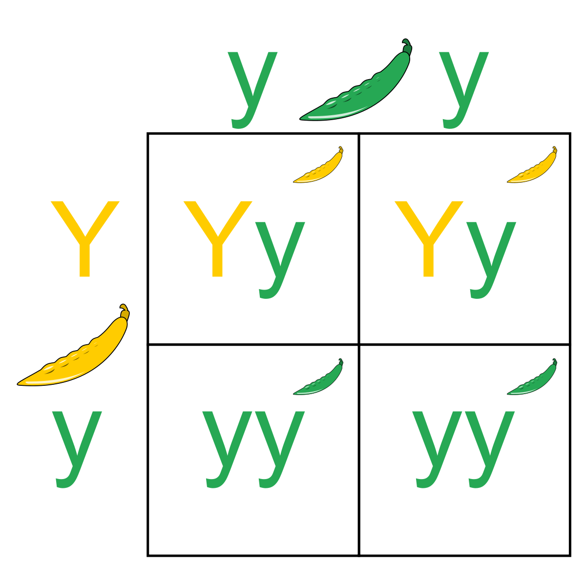 monohybrid-practice-genetics-quiz-quizizz