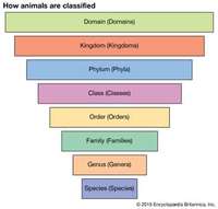 bacteria and archaea - Class 11 - Quizizz