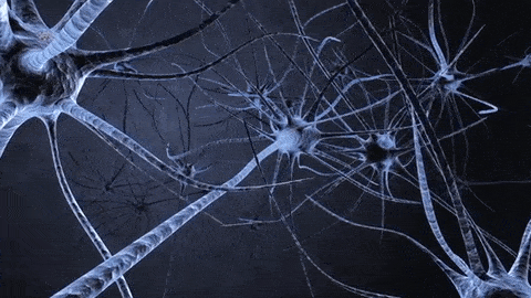 Neurona, sinapsis y neurotransmisores | 2.1K jugadas | Quizizz