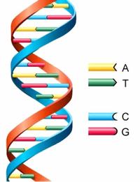 chromosome structure and numbers Flashcards - Quizizz