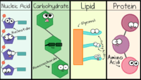 Macromolecules Building Blocks Of Life 1 2K Plays Quizizz