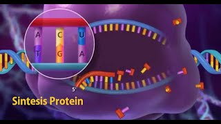 sintesis RNA dan protein - Kelas 12 - Kuis