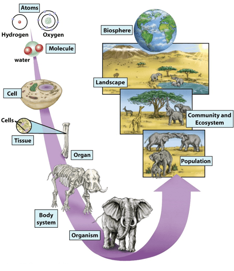 Ecosystems & Energy | Science - Quizizz