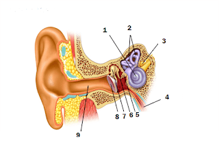 Telinga suara berfungsi untuk mengumpulkan yang bagian dan adalah menangkap Mekanisme Mendengar