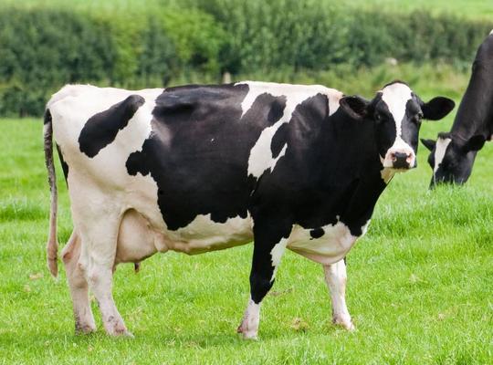 dairy-cattle-terms-and-breeds-other-quizizz