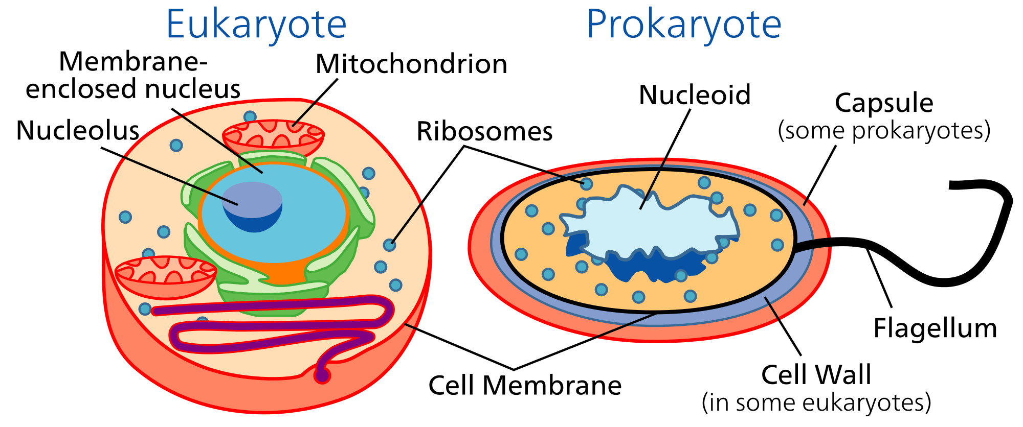 stemscopes-cells-science-quiz-quizizz