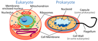 Stemscopes Cells Science Quiz Quizizz