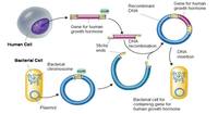 Teknologi DNA Rekombinan dan Protein