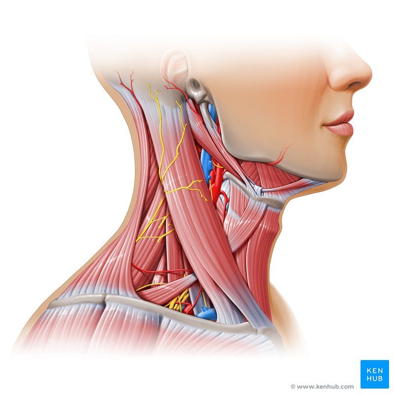 Cartões de anatomia - Série 1 - Questionário