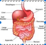 Digestive System