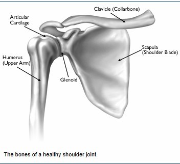 Shoulder Bony Anatomy 