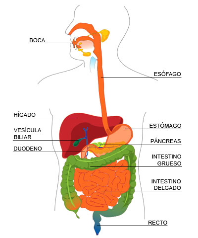 os sistemas digestivo e excretor Flashcards - Questionário