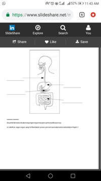 Sains Tahun 3  Proses Pencernaan  Science  Quizizz