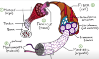 Skeletal Muscle Levels of Organization