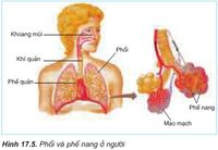 hô hấp tế bào - Lớp 3 - Quizizz