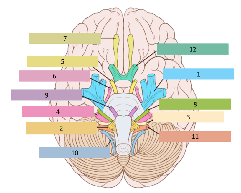 Neuroanatomy pt 4 | 52 plays | Quizizz