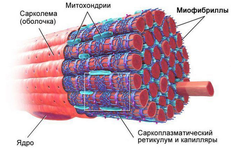 мышечная ткань