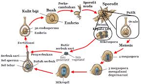 jenis reproduksi - Kelas 12 - Kuis