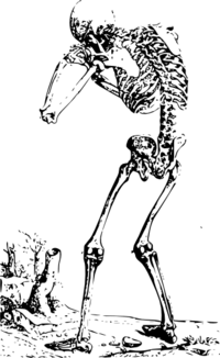 Tarjetas de anatomía - Grado 7 - Quizizz