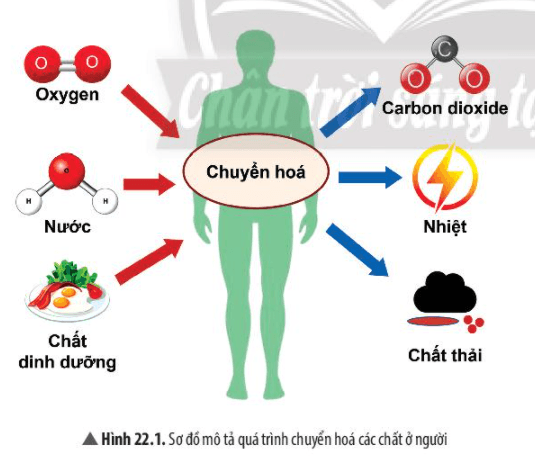 hiến pháp sửa đổi - Lớp 8 - Quizizz